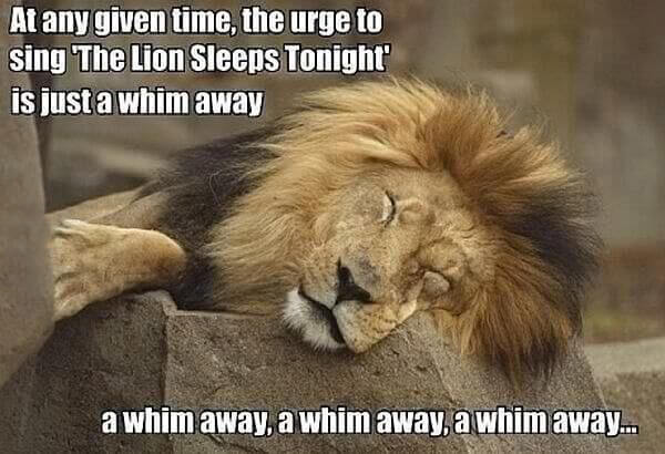 Funny-Sleeping-Lion