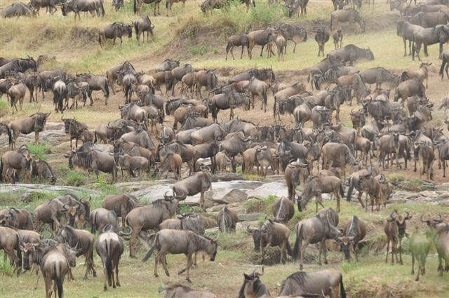 A Guide to Wildebeest Migration Safari