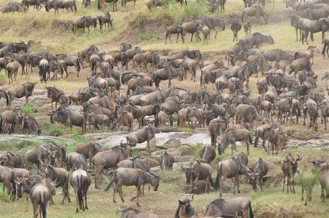 Wildebeast Migration