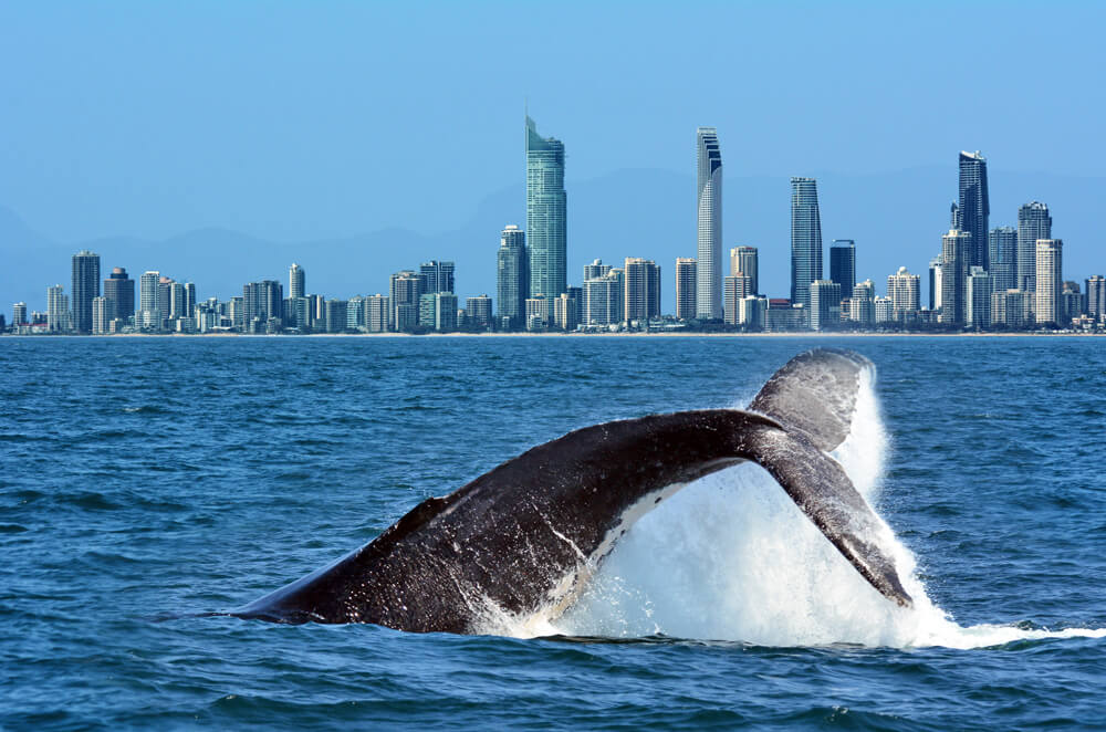 Gold Coast whale watching