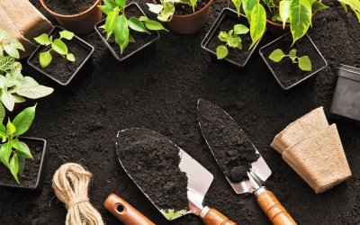 Quick tips to improve your garden